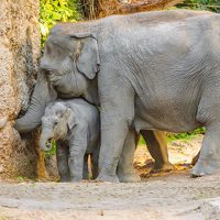 Asiatischer Elefant Elephas maximus; Ruwani